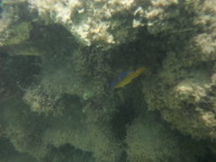 Stegastes variabilis