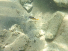 Stegastes variabilis