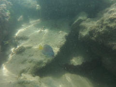 Acanthurus coeruleus