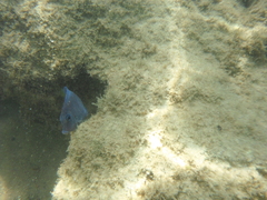 Acanthurus coeruleus
