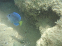 Acanthurus coeruleus