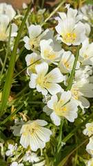 Limnanthes