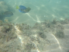 Acanthurus coeruleus
