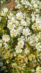 Limnanthes