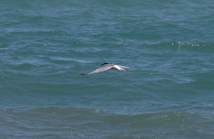 Sterna hirundo