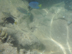 Acanthurus chirurgus