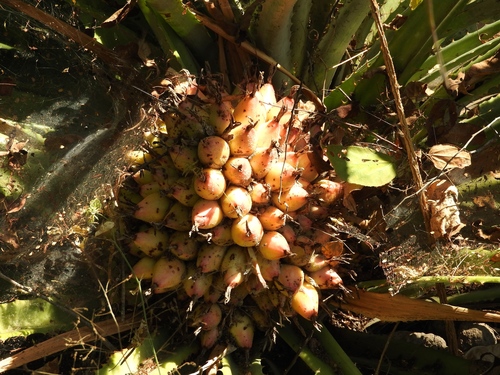 Bromelia hemispherica (Bromelia hemispherica)