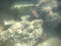 Holocentrus adscensionis