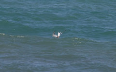 Sterna hirundo