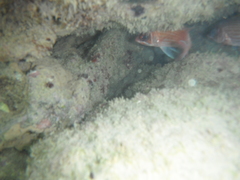 Holocentrus adscensionis
