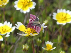 Schinia pulchripennis
