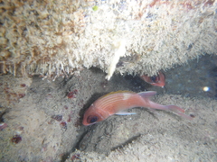 Holocentrus adscensionis