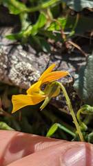 Viola purpurea quercetorum
