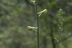 Delphinium biternatum
