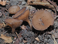 Dumontinia tuberosa