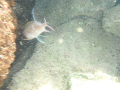 Holocentrus adscensionis
