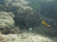 Stegastes variabilis