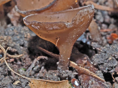 Dumontinia tuberosa