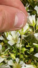 Limnanthes