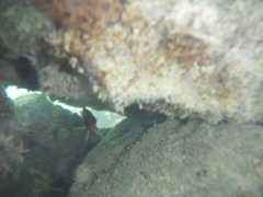 Holocentrus adscensionis