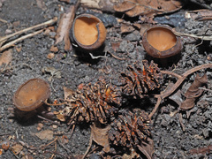 Dumontinia tuberosa