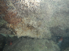 Holocentrus adscensionis