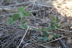 Trifolium microcephalum
