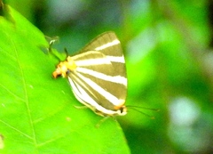 Panthiades bathildis