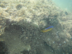 Stegastes variabilis