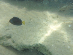 Acanthurus coeruleus