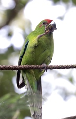 Cyanoramphus cookii