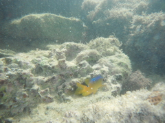 Stegastes variabilis