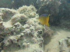 Stegastes variabilis