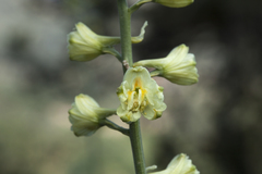 Delphinium biternatum