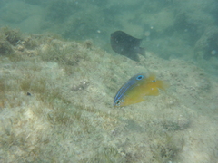 Stegastes variabilis