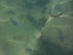 Acanthurus chirurgus