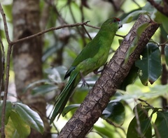 Cyanoramphus cookii