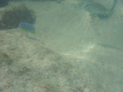 Acanthurus chirurgus