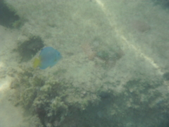 Acanthurus coeruleus