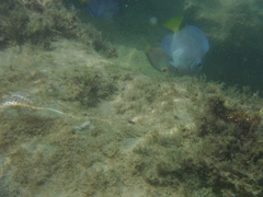 Acanthurus coeruleus