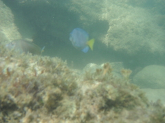 Acanthurus coeruleus