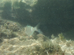 Holocentrus adscensionis