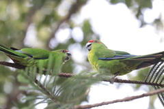Cyanoramphus cookii