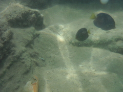 Acanthurus coeruleus