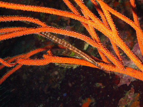 Pacific Trumpetfish