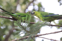 Cyanoramphus cookii