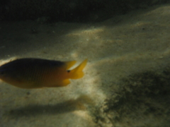 Stegastes variabilis