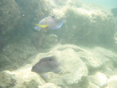 Acanthurus chirurgus