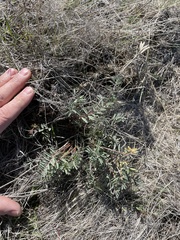 Astragalus eremiticus