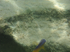 Stegastes variabilis